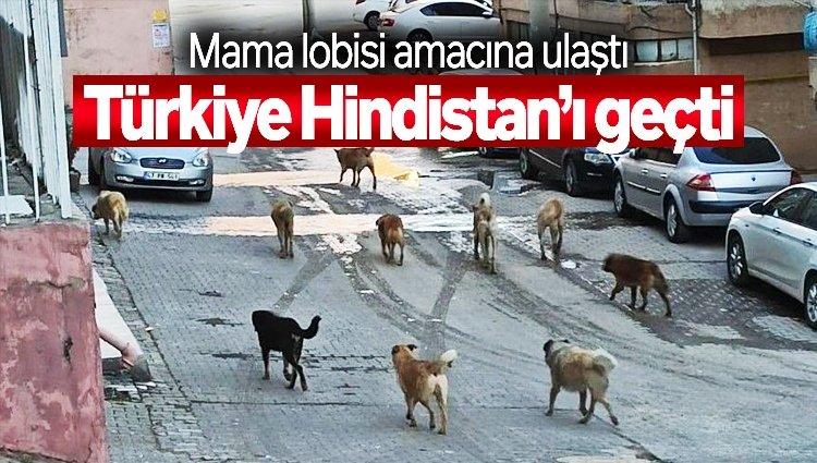 Trendyol verilerine göre Türkiye’de en çok satılan ürünler sırasıyla şöyle;
1: Kadın kişisel bakım kozmetik ürünleri
2: Petshop ürünleri (kedi,köpek) mama vs.
Başıboş #KöpeklerToplanacak