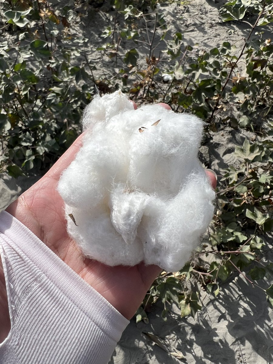 sanwaPraha's tweet photo. 第一次入南疆，钻进棉花地尝试了一次摘新疆棉花。很辛苦…. https://t.co/U2PnGiVMwp