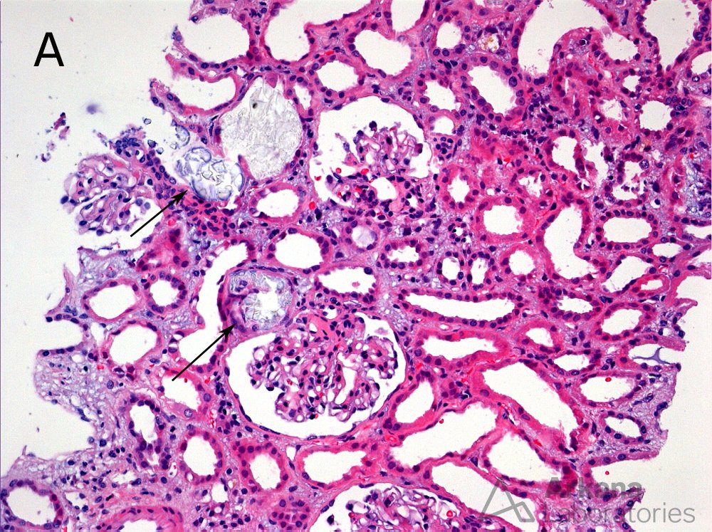 Arkana Laboratories tweet media