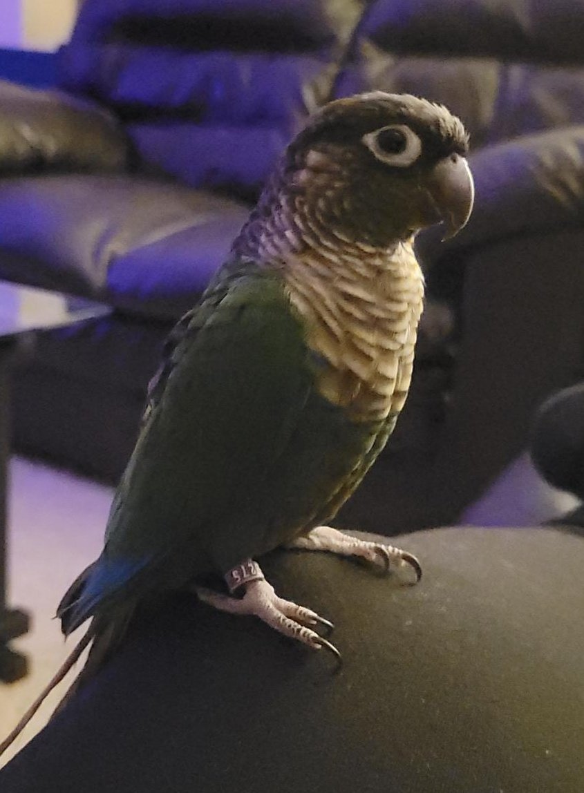 It is Nikos birthday (hatchday?). Please wish Niko a happy birthday. In return he will give you 5% off your order with coupon code 'Niko'.