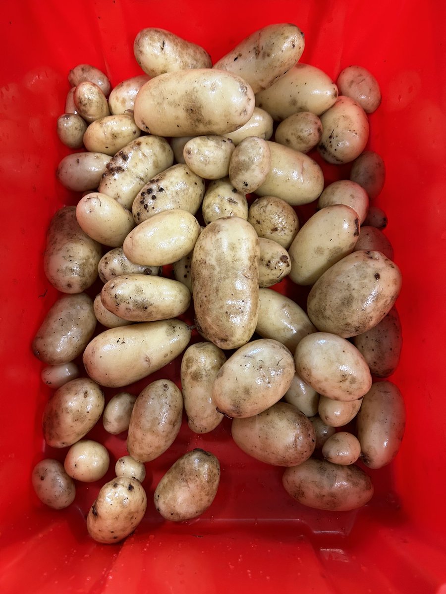 MrsDuffus's tweet photo. P3D have had a very successful haul of tatties! I wonder what they will make with them? 🥔🥰 https://t.co/okYFBwrvHE