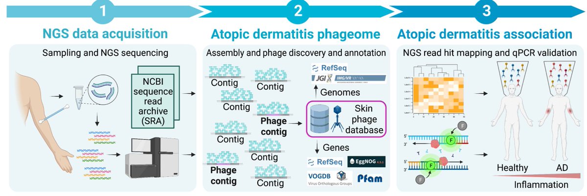 DermalCell's tweet photo. Investigators analyzed the phageome in normal and inflamed human skin. 💥 #AtopicDermatitis
Find out what they learned!
@ScienceAdvances: 📕 https://t.co/JQTcbtOhnY https://t.co/vkIsnMn8ni