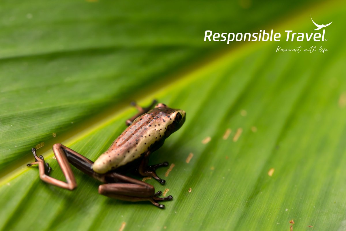 EcuGalapagos's tweet photo. The Ecuadorian Amazon is not just a destination; it's a journey into the heart of the Earth. Let's explore, appreciate, and protect this irreplaceable piece of our planet. 🌏🌿 Responsible Travel; Reconnect With Life 🍃 #ExploreEcuador #EcuadorAmazonico #EcuadorianAmazon https://t.co/EemQtYCkle