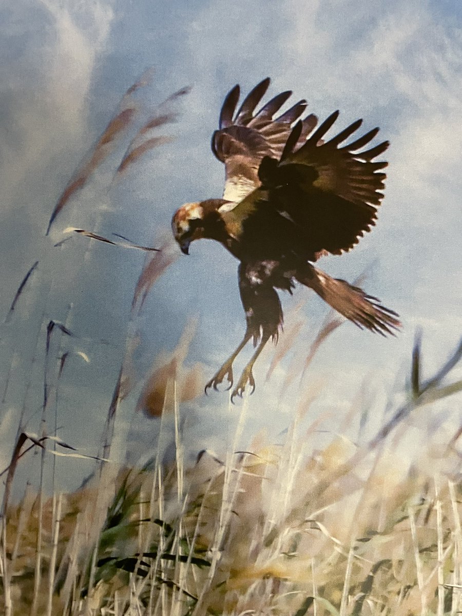 صورة لطائر مرزة المستنقعات التقطت في هذه البحيرة - المصور إسباني.