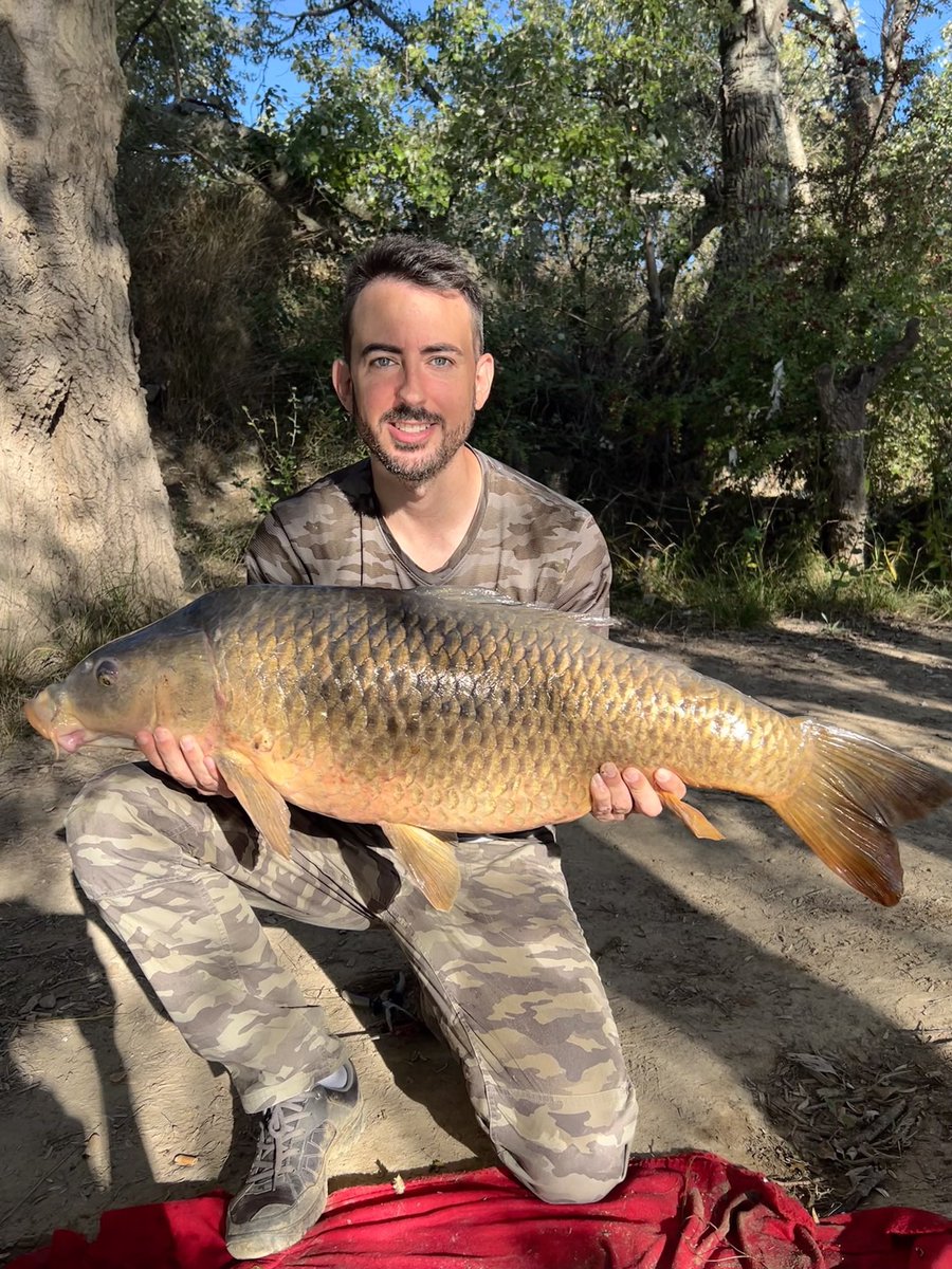 DavidGran86's tweet photo. Por fin!! 💪🏻🎣

#carp #ebro #riverebro #river #aragon #zaragoza #carpfishing #carpe #carphunter #carpfishingspain #carpfishingespaña #carpa #nature #capturaysuelta https://t.co/1P6AtjBq7Z