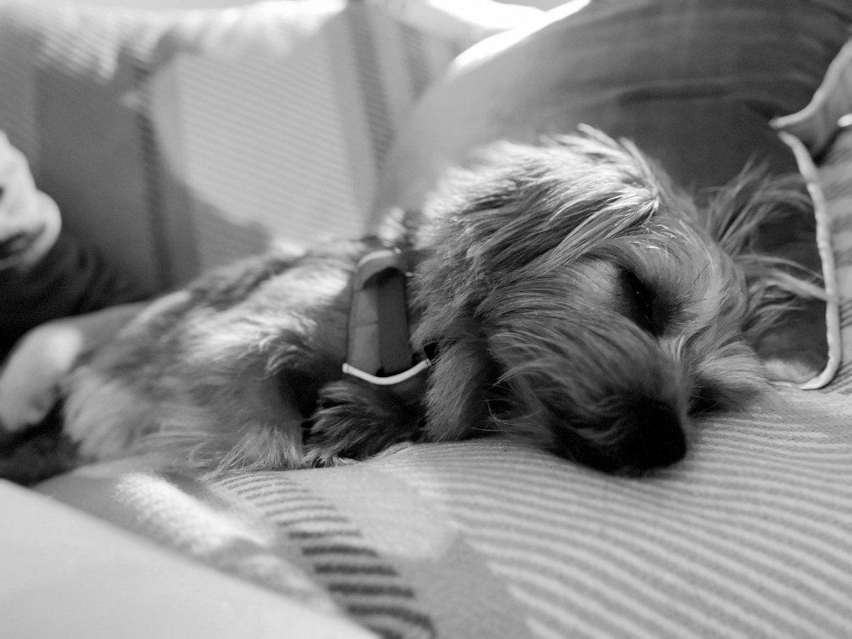 hgarton's tweet image. Kraken pupdate…having moved location for Dad’s support (some jobs require 3 hands!) K is feeling much more himself but needs to remember that he isn’t actually allowed to chase squirrels right now so must do it in his sleep instead #TurkeyLeg #KrakenLife