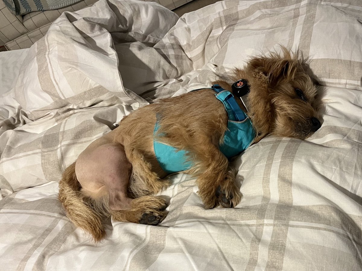 hgarton's tweet image. Kraken pupdate…having moved location for Dad’s support (some jobs require 3 hands!) K is feeling much more himself but needs to remember that he isn’t actually allowed to chase squirrels right now so must do it in his sleep instead #TurkeyLeg #KrakenLife