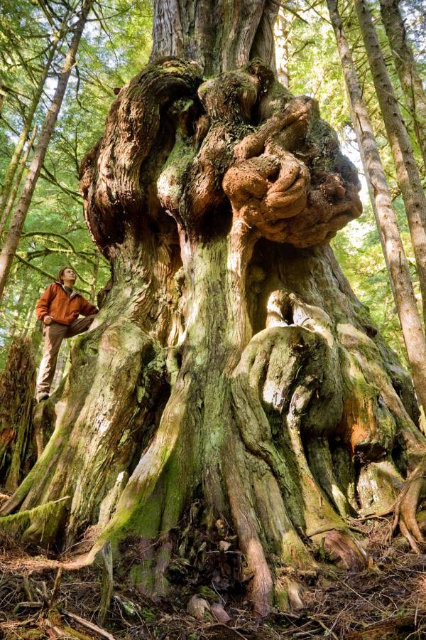 The cedar tree of Lebanon 🙄💕🙄🙄🙄