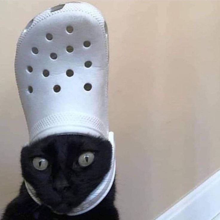 cats that will heal your mental state (@catsmental) on Twitter photo 