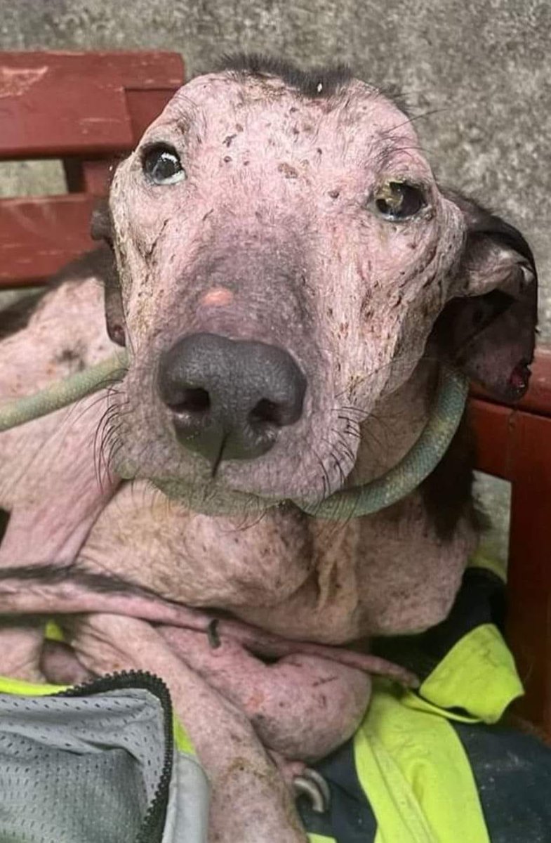 Here is an update on the brave, resilient Kamili!!!!  
Barely unrecognisable from the broken, defeated, emaciated, mange ridden boy we picked up  9 weeks ago and loving life❤️

youtube.com/shorts/H56yGWh…