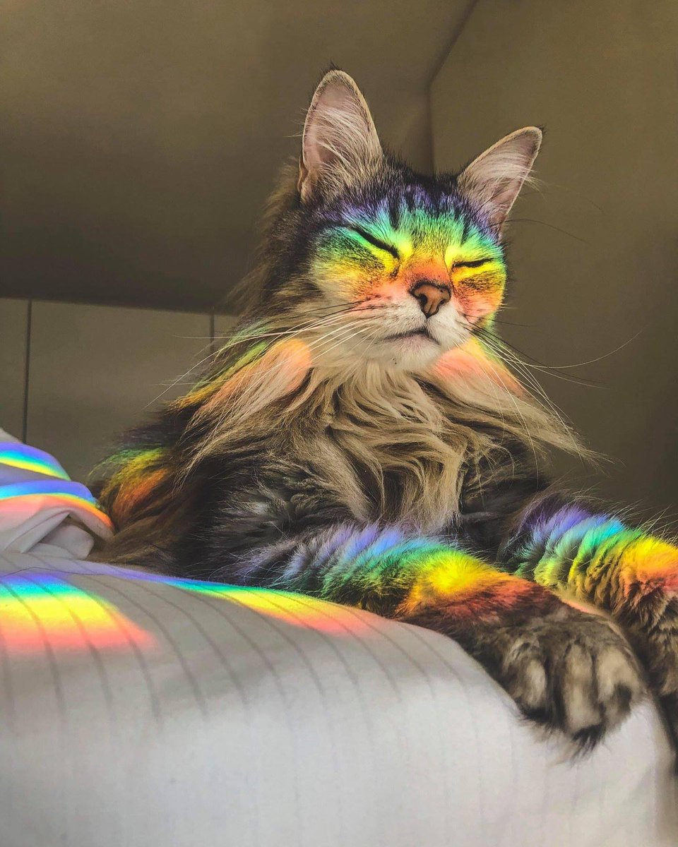 BestOfMeow's tweet photo. https://t.co/uzFZyqXp9P