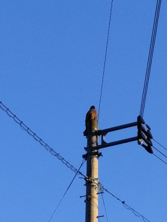 おはようございます☀
毎朝必ず同じ時間帯にここの電柱にとまってるトンビ🦅おはよーと声をかけるとピロピロローと返事をしてくれます💚
