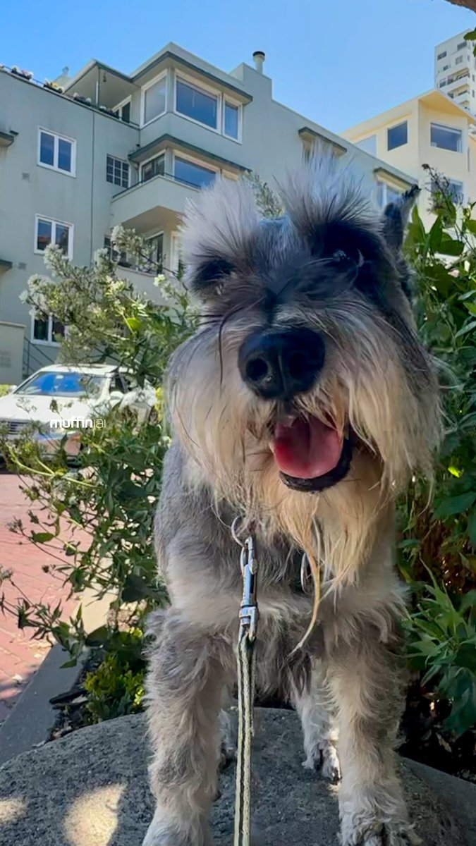 muffinjai's tweet photo. Itβs #TongueOutTuesday π
#TOT and we are out and about around the city #LombardStreet #SanFrancisco π #SanFranciscoDogs #DogsOfSanFrancisco #SFDogs #DogsOfSF πΆπΎ #MiniatureSchnauzer #Schnauzer https://t.co/nfw41gWWwg