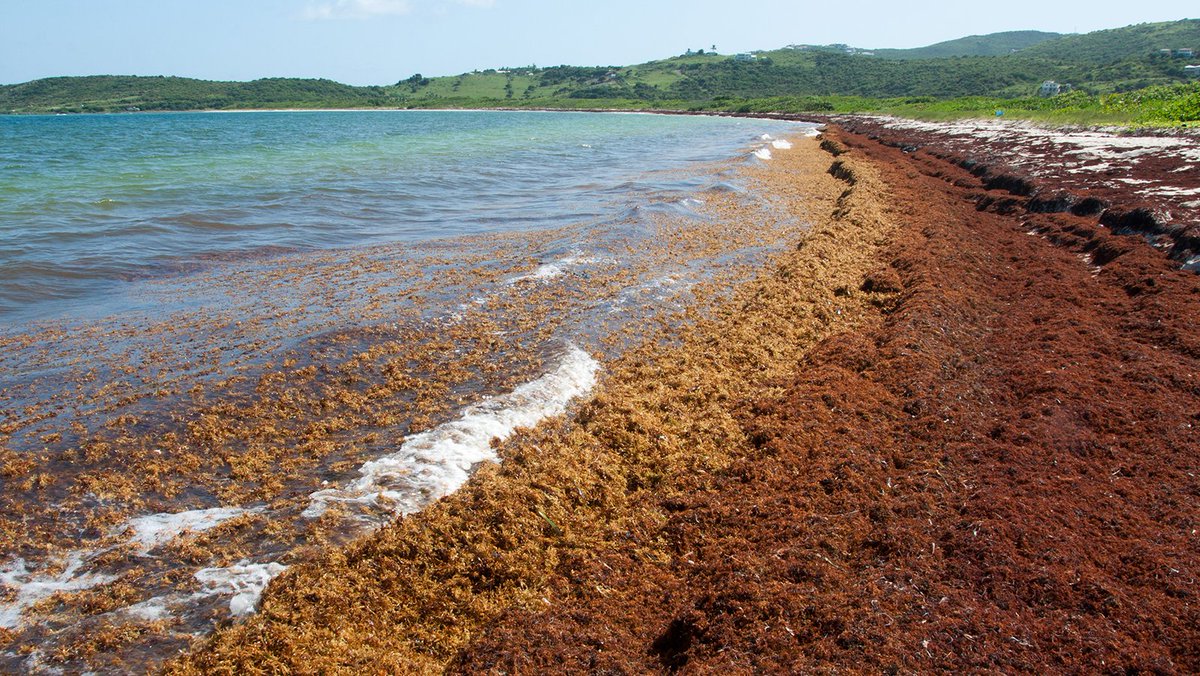 NOAA is proud to announce $20.1M in funding for #HarmfulAlgalBloom and #Hypoxia research projects & monitoring activities throughout US coastal & Great Lakes waters. Projects will support toxin measurement in seafood & enhance HAB monitoring and response. noaa.gov/news-release/n…