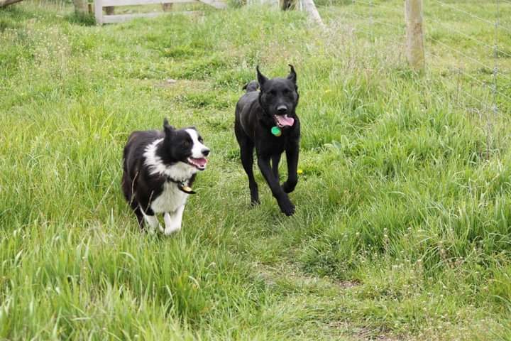 RIP Skydog, over the rainbow bridge to be with the Griffster ❤️❤️