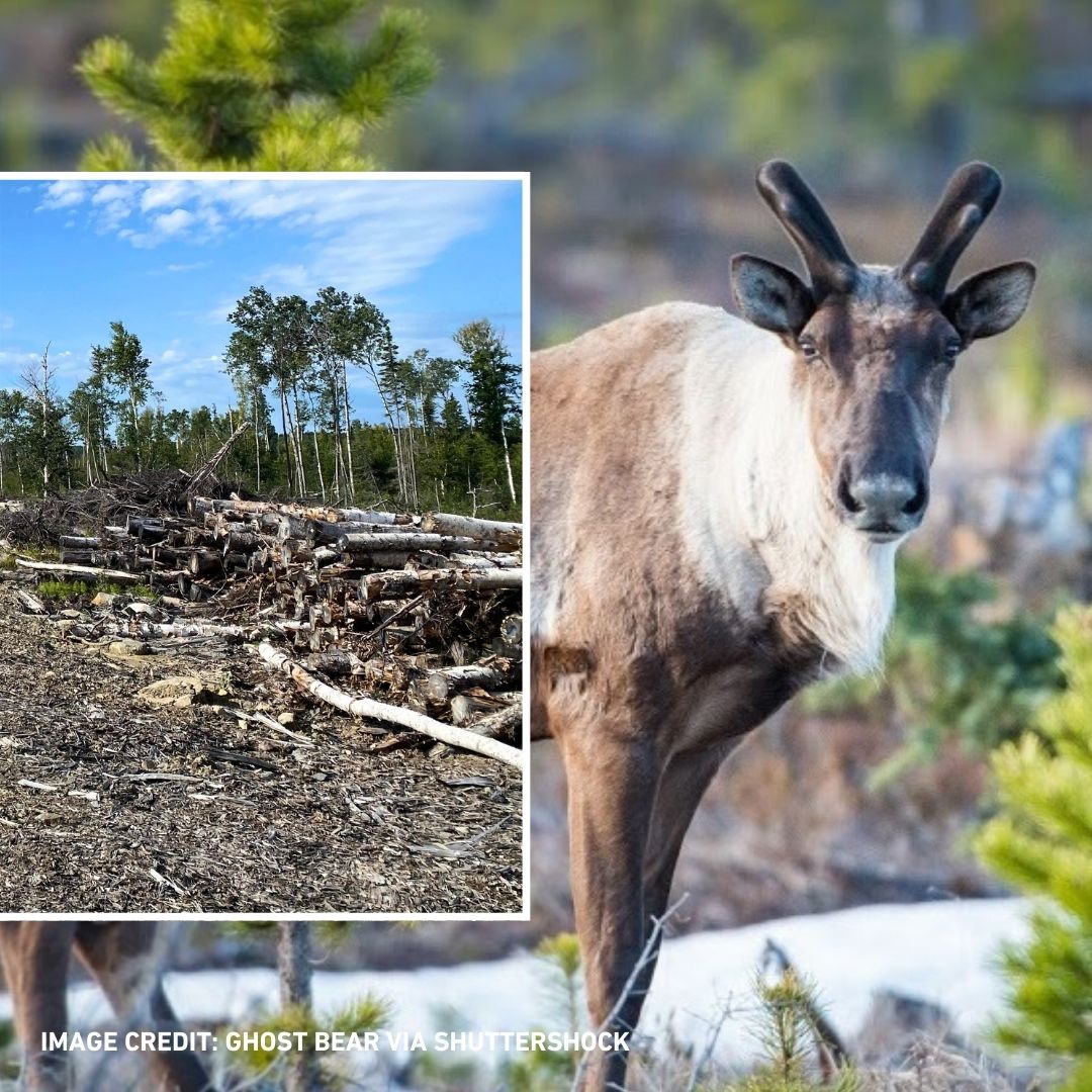 David Suzuki FDN tweet media
