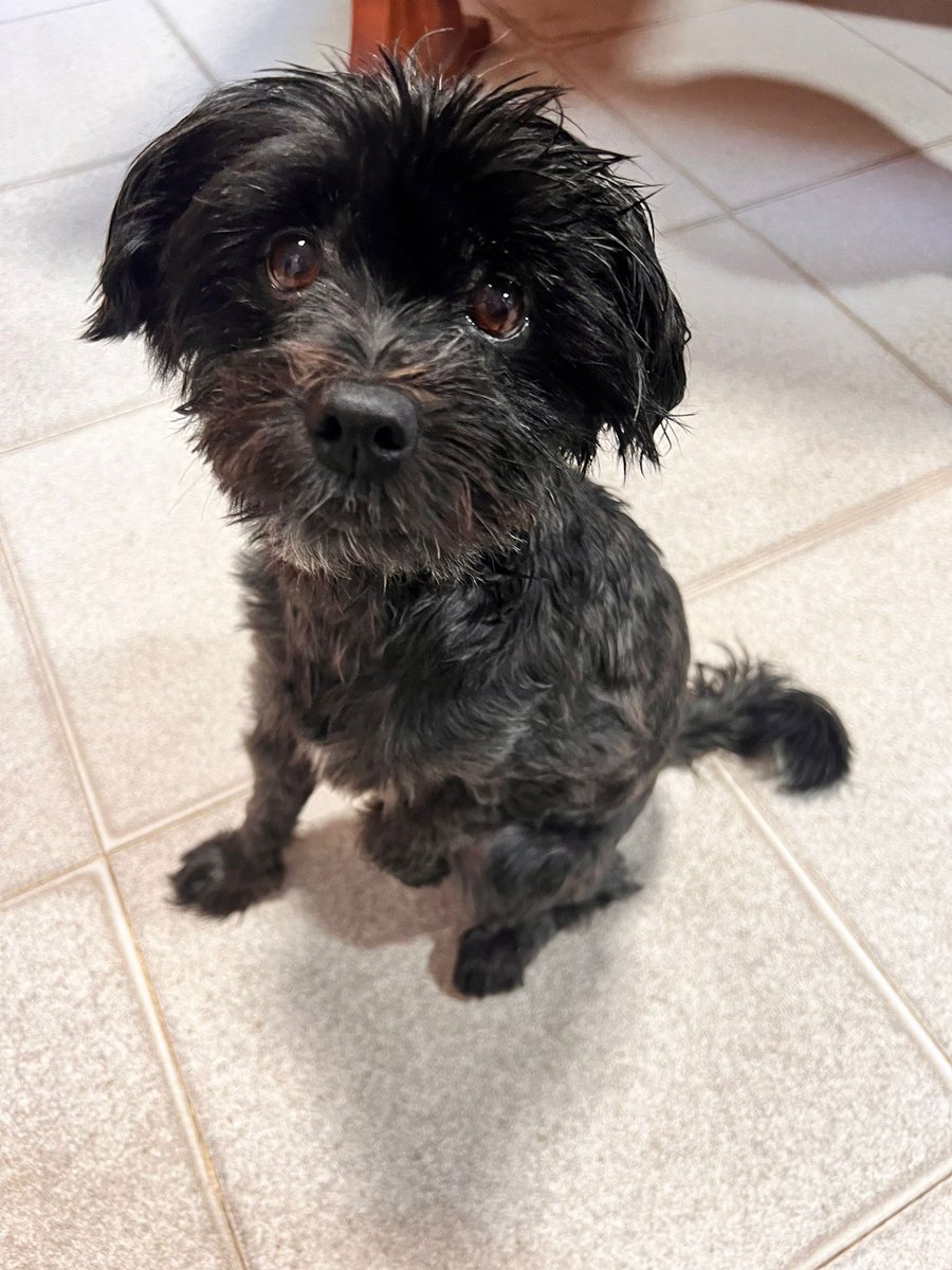 SosAbuelos1's tweet photo. #Madrid
Después de 8 años con lo que ella creía era su "familia", #DORA tiene que buscar un nuevo hogar.

Es muy triste ver su carita y pensar que ahora tiene que dejar una vida atrás y encontrar otro lugar donde terminar sus días.

Por favor ayudemos a Dora a encontrar una buena familia.
638 67 64 44 WhatsApp // adopciones@villanimal.org