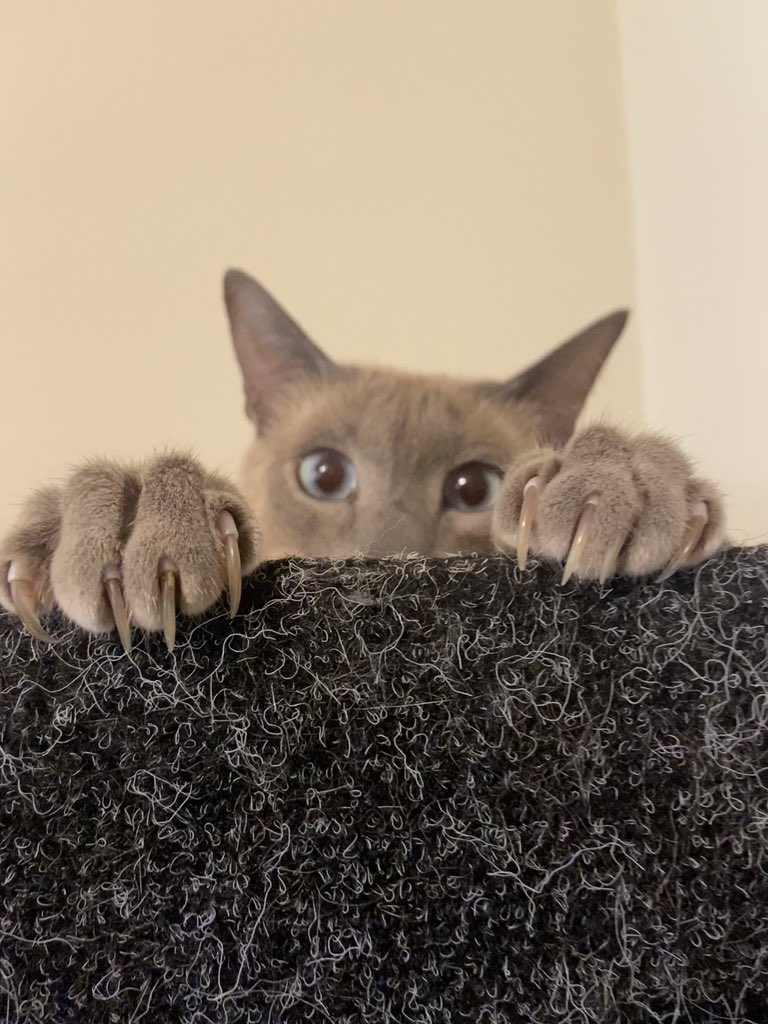 Loki showing off his murder mittens 🐱