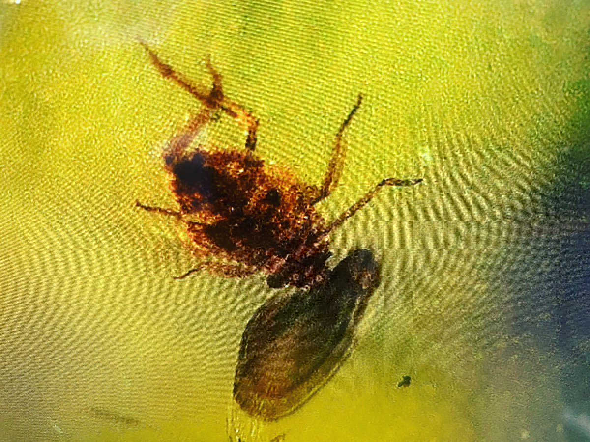 BrandHarrison's tweet photo. An amber specimen from work. The insect is a louse trapped inside Mexican amber from the Miocene epoch. 28 to 23 million years old. https://t.co/GyDoPHsBaB