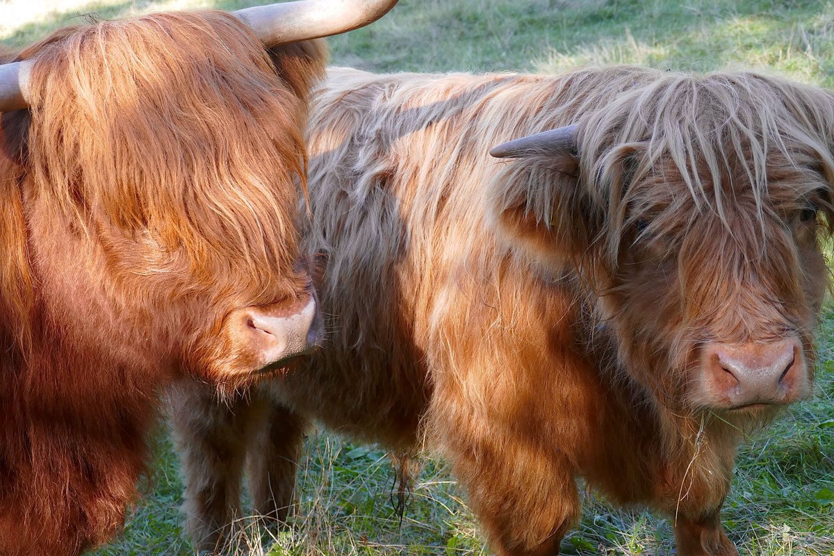 ❤️🐂
 #highland #autumn #cattle #Oskar #Anna #Friday