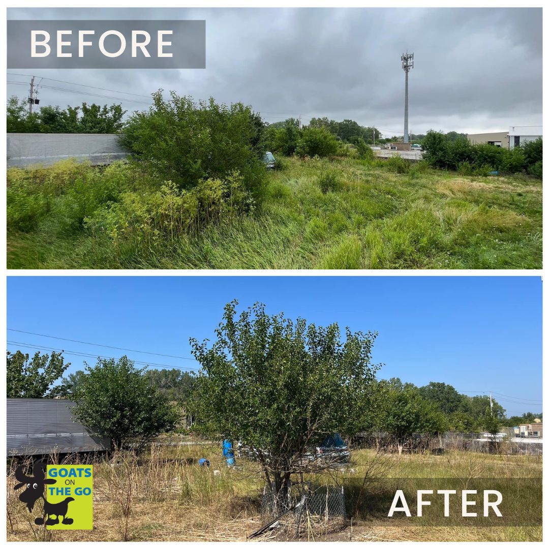 Get the most out of your backyard space or previously unusable land using Goats On The Go®!🐐

This great before and after pic is courtesy of Goats On The Go® Council Bluffs. Visit goatsonthego.com to learn more!
⁠

#goatsonthego #targetedgrazing #goatgrazing
