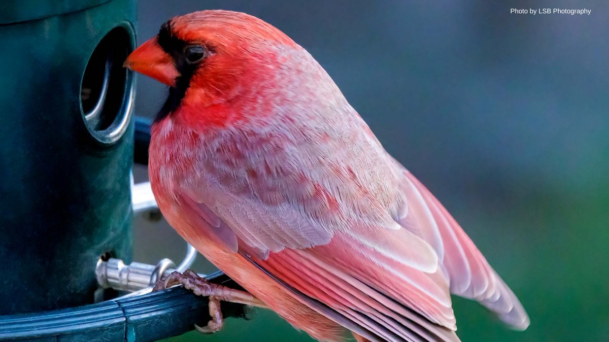 Bromebirdcare's tweet photo. Which bird first graced your Squirrel Buster feeder? 🐦✨ #FirstSighting #SquirrelBusterMemories https://t.co/kfseFkcYGU