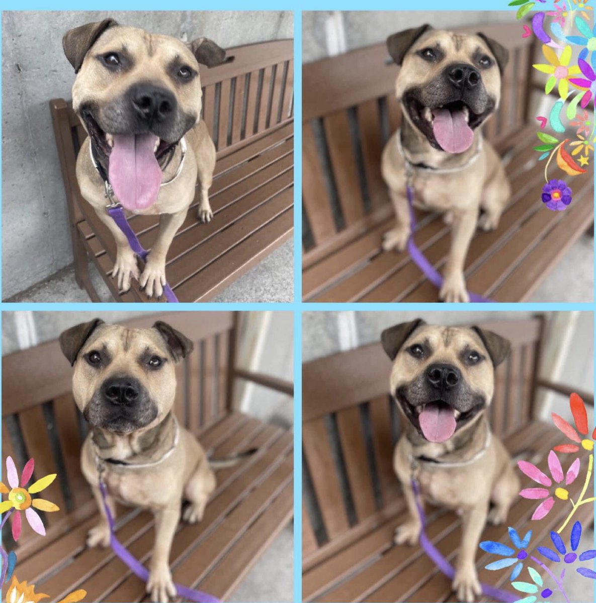 MyBoxerLuvMac1's tweet photo. 💔Hooch💔
#NYCACC #179589 3y
▪️KILL COMMAND❗
▪️Low Pledges
Friendly sweetie brought in by police. Beautiful boy's social, playful. Adores ppl + seeks attn.
Needs loving, N.East #Adopter/#Foster, to thrive, as yr 1 + only BFF.
Pls #pledge
DM @notthesameone2
💕Hooch https://t.co/ftCfwbY7ko