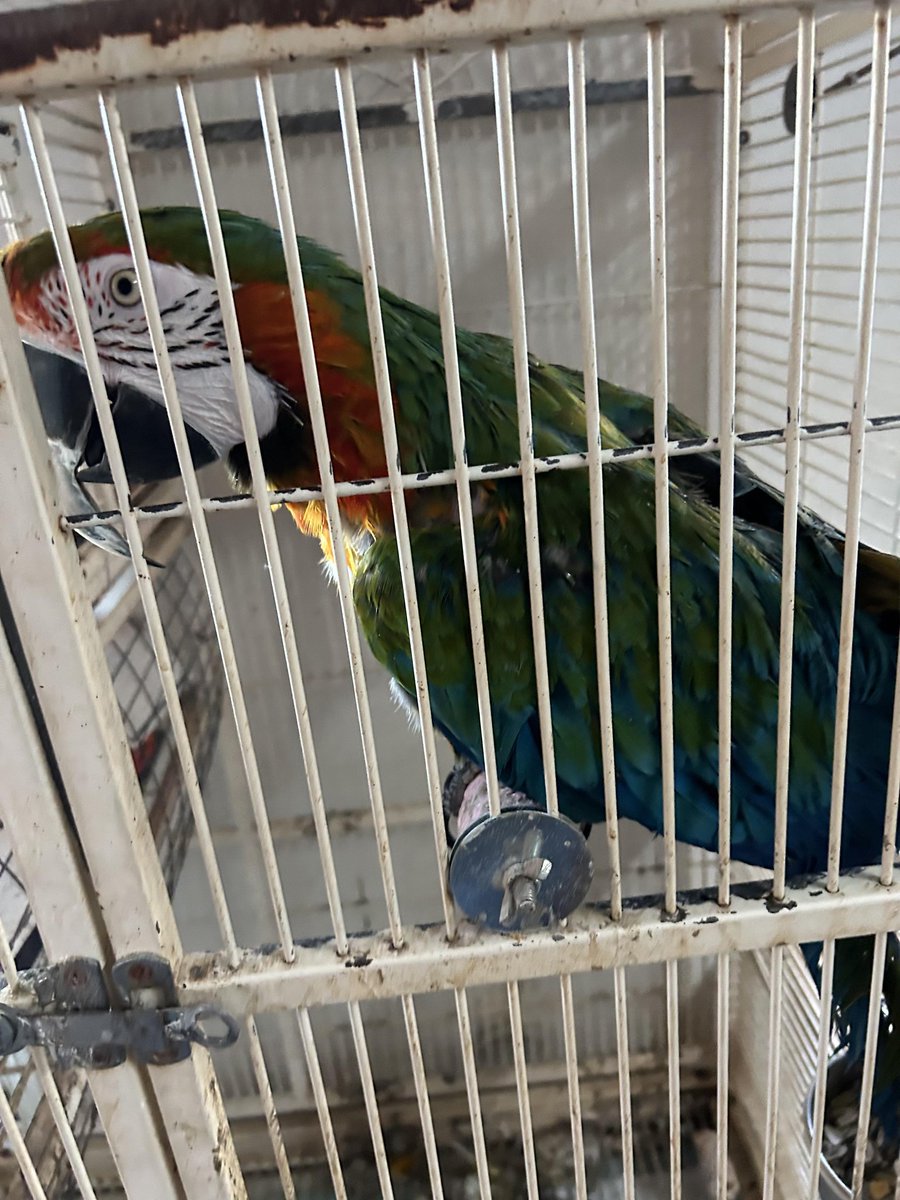 Guess what, y'all??!!!!!!  This gorgeous beauty is coming to our house to be a part of the #HindsFamilyFlock and we couldn't be more excited!!!!!!!  Her name is Pumpkin &amp; I am reading everything I can so we will be well prepared for her arrival.  ❤️