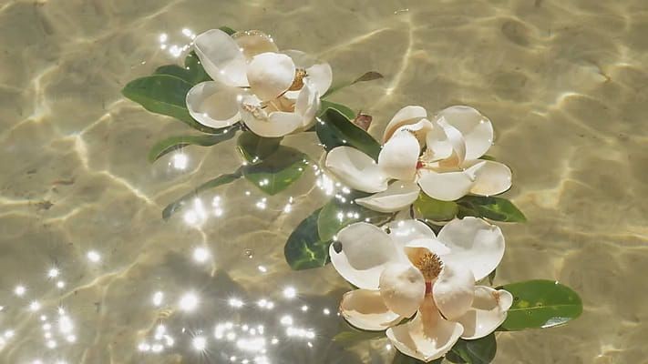 softdeIicacy's tweet image. sparkles of sunlight