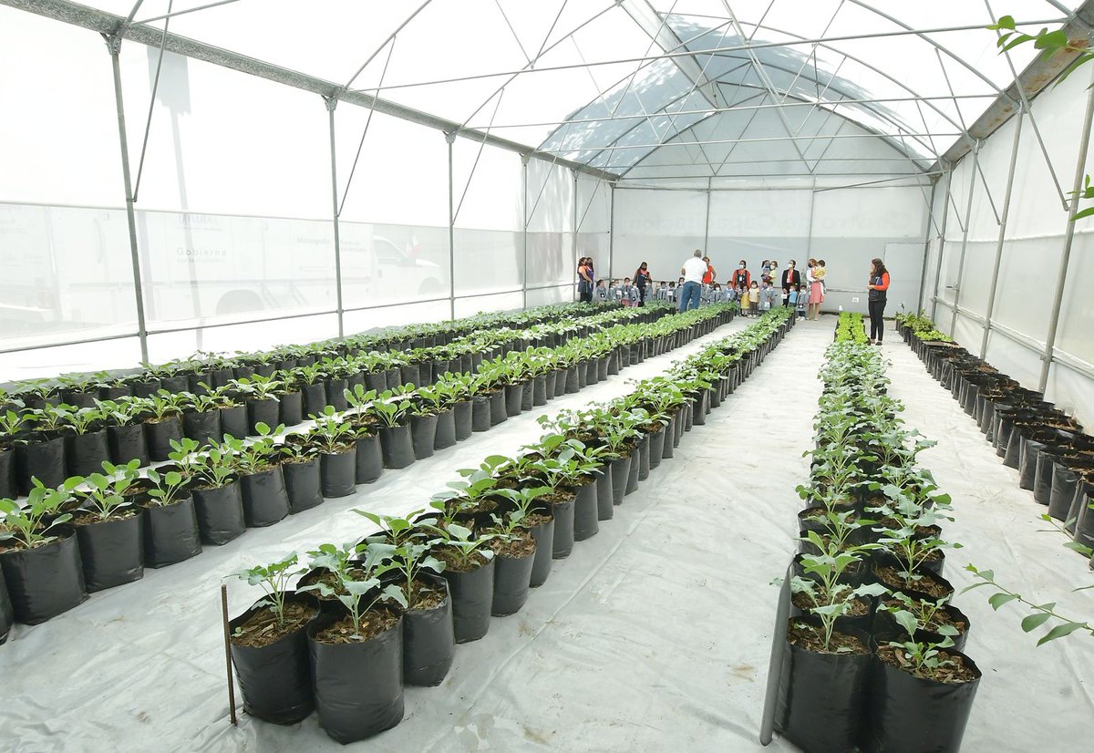 DIFAtizapanZ's tweet photo. En un recorrido por el área de #HortaDIF, un grupo de pequeños atizapenses conocen el desarrollo de comestibles como col, lechuga, brócoli, entre otras. #UnidosDamosMejoresResultados https://t.co/UCiYblacXc