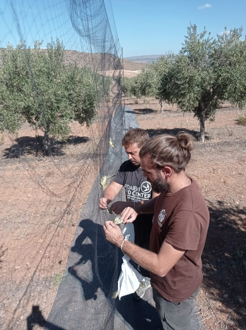 Post-breeding migration season 2023 and we continue ringing and collecting droppings 🐦‍⬛💩 to learn about the role of insectivorous and frugivorous birds in Andalusian olive groves participating in the <a href="/olivaresvivos/">LIFE Olivares Vivos+</a> project.
💵 <a href="/AgEInves/">Agencia Estatal de Investigación</a> and <a href="/LIFEprogramme/">LIFE Programme</a>