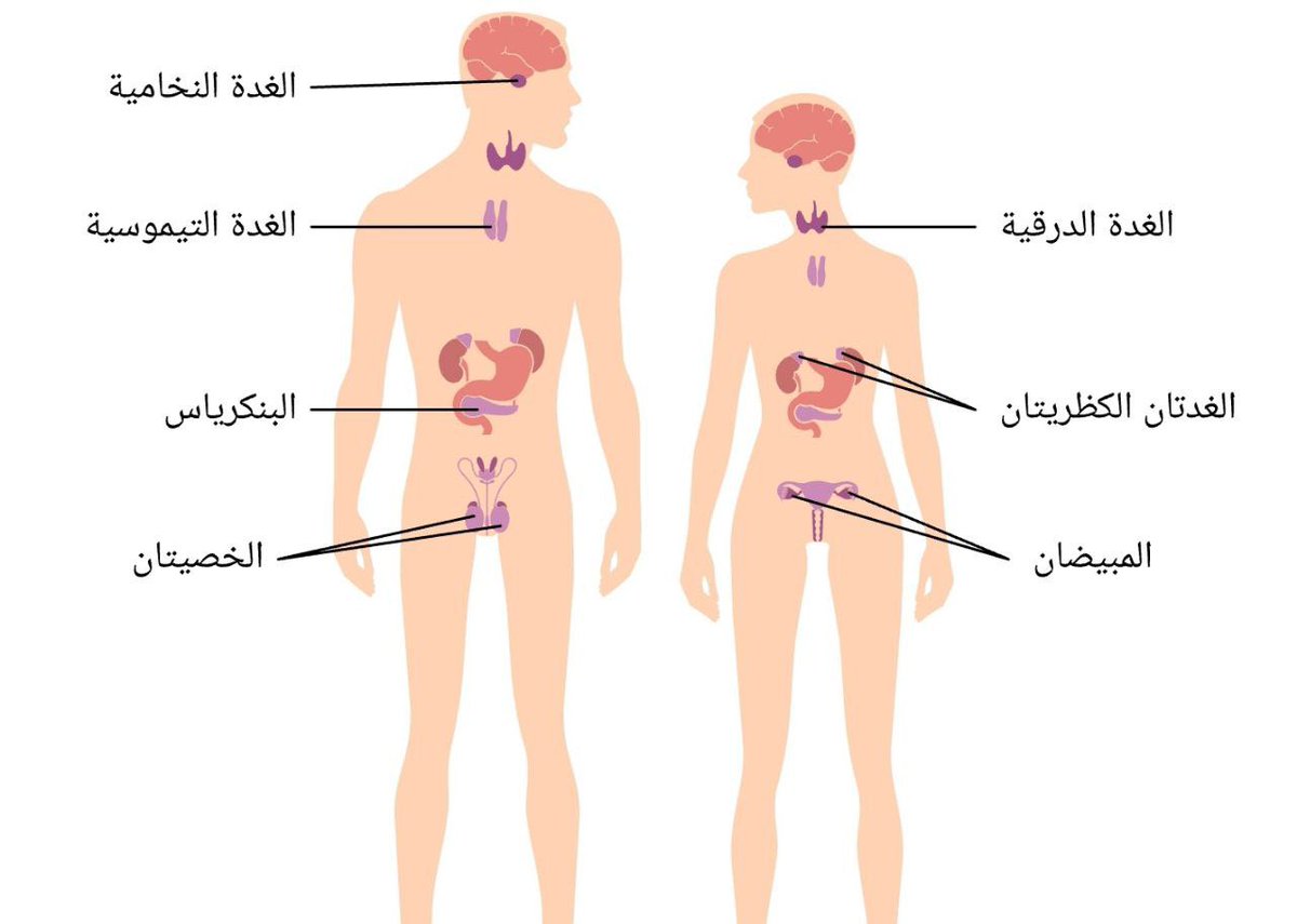 nooralfaraj77's tweet photo. اليوم الثالث للتشخيص الحدسي بتقنية الثيتاهيلنك..

المشاعر التي تتناشى مع الغدد..

الغدةالكظرية تعطي شعور التعب بسبب العمل طوال الوقت

الغدة الصنوبرية.. تساعد على التواصل مع الله
الغدة النخامية.. لها علاقه بمشاكل في التحكم
البنكرياس.. شعور الهزيمة
الغدة الزعترية.. الشجاعة
الغدد التناسلية.. النشاط الجنسي واحترام وتقدير الذات.

لما ندعي الله يوميا يالله قم بموازنه هرموناتي وكل الغدد في جسدي … هذا الدعاء ممكن ان يشافيكم ويخليكم في سريان جميل ..

الان لو حاب تستقبل المشاعر الاتيه اكتب نعم او لايك 
وممكن تدعي الله .. يالله علمني المشاعر الاتيه 

أنا أعرف كيف أعيش وأنجح بيسر دون الحاجة ان اكون مهزوم او اتعرض للهزيمة .

انا أعرف كيف أرتاح واستمتع بإسترخائي دون الحاجة ان أنقذ البشريه 

انا أعرف المعنى الالهي لشعور تقدير ذاتي وكيف الاخرين يقدروني واعرف شعور إني مقدر 

انا اعرف أضع الحدود في علاقاتي وأتوازن بعطائي ومن السهل قول كلمة لا عند الحاجة .

حدسي دليلي وانا أثق به .

نعم او لايك واستقبلوا 

#ثيتاهيلنغ_نورفرج 
#ثيتا_هيلنغ_نورفرج
