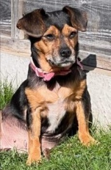 millypod1's tweet photo. 🆘30 SEPT 2023 #Lost POPPY #ScanMe Black/tan/white Jack Russell Terrier Cross Female
From back garden #Hinton #Hereford #Herefordshire #HR2
LAST SEEN: 1st October opposite the chip shop on Holme Lacy Road, running around the garages opposite.
https://t.co/Jwrh994zcN https://t.co/RphOqTiID0
