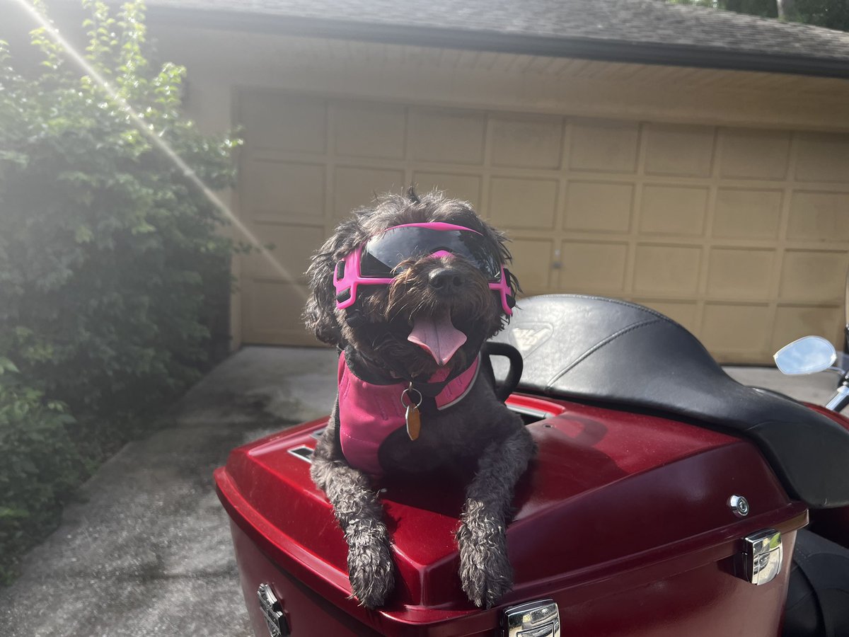 Sometimes a dog 🐶 just needs to go for a ride 🏍️ . #doggles #openroad