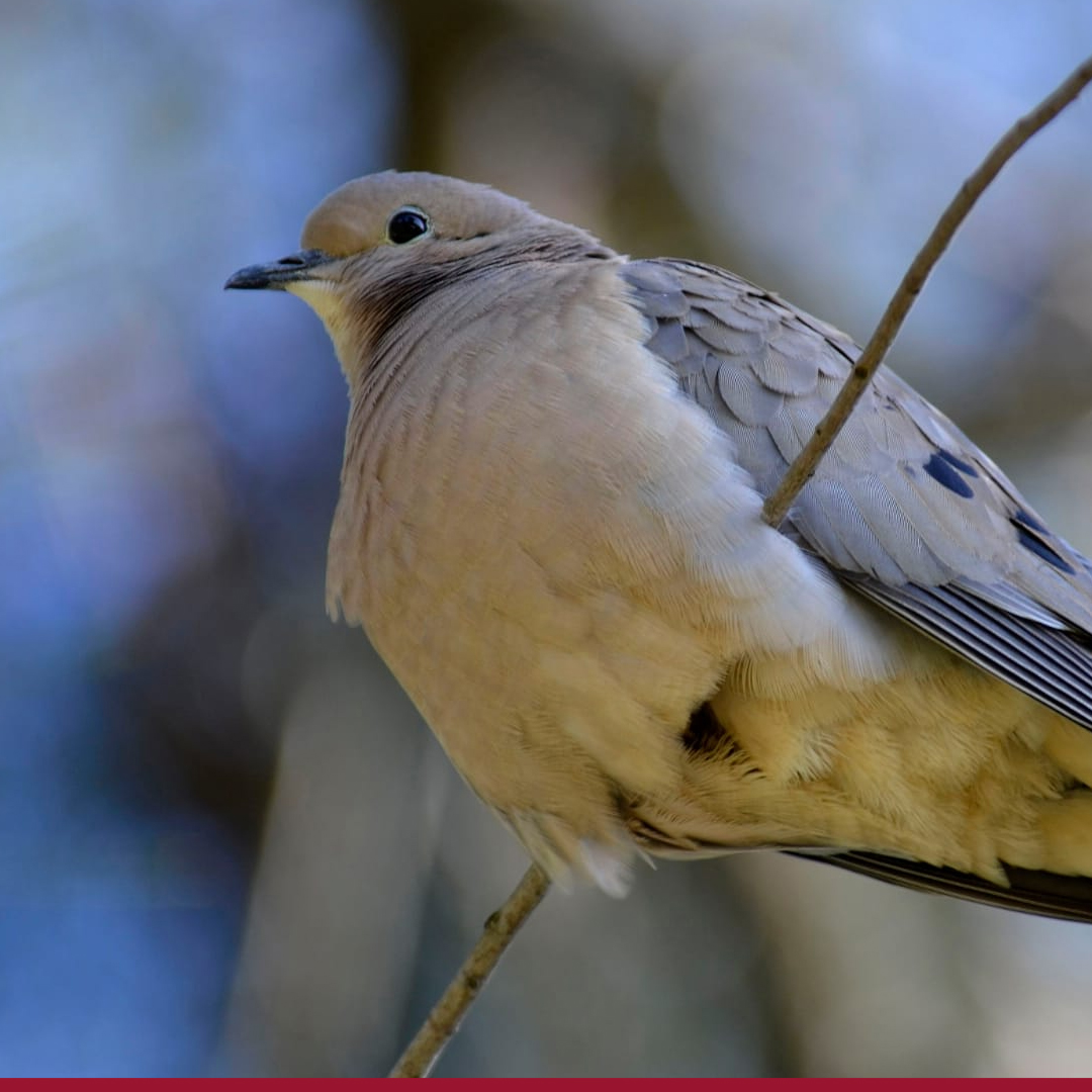 Primero te explicamos que es el orden de los columbiformes
Los Columbiformes son un orden de aves neognatas que incluye a las palomas, tórtolas y formas afines, pero también al grupo de los extintos dodo y solitario de Rodrigues. 😊

#sanantonioyotecuido 
#avesdechile
