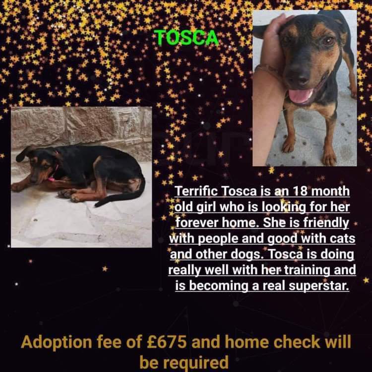 Tosca is still looking for her forever home. She's a beautiful and friendly girl.
For more information or to offer her a home please message us.
#cyprusdogrescue #AdoptDontShop #rescuedog #rescueismyfavouritebreed #rescuedogsrock