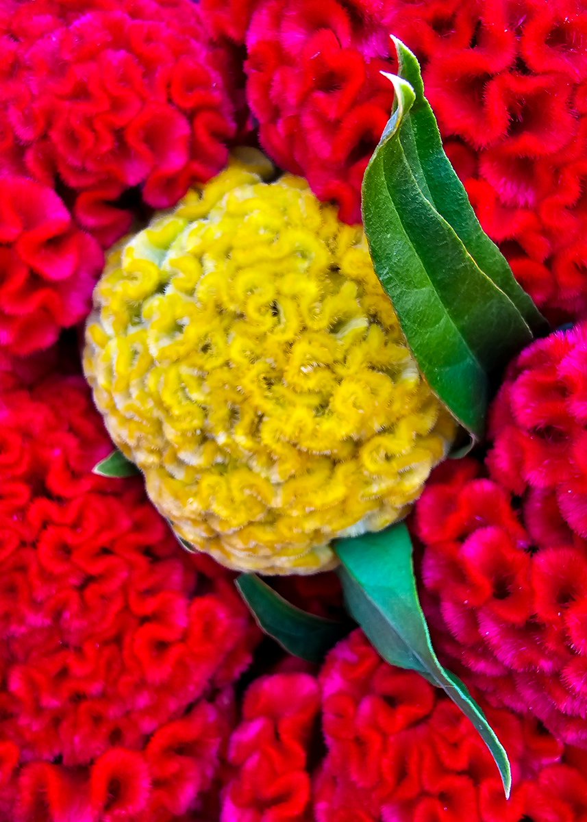 Adam Mistler tweet media