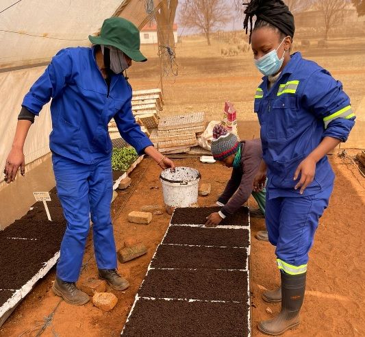 BuhlefarmersA's tweet photo. 🚀 Ready to boost your vegetable farm's profitability? Cultivate your own seedlings! 🌱 🌾 Learn how at our upcoming Seedling Production short course, October 16- 20. 💪  

WhatsApp message us on 063 287 2732 with queries. 📲 💚

#farmertraining #seedlingproduction #jobcreation https://t.co/syK3dKDxwn