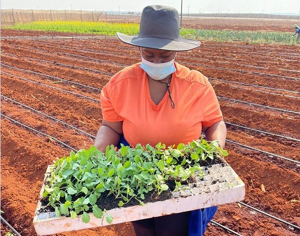 BuhlefarmersA's tweet photo. 🚀 Ready to boost your vegetable farm's profitability? Cultivate your own seedlings! 🌱 🌾 Learn how at our upcoming Seedling Production short course, October 16- 20. 💪  

WhatsApp message us on 063 287 2732 with queries. 📲 💚

#farmertraining #seedlingproduction #jobcreation https://t.co/syK3dKDxwn