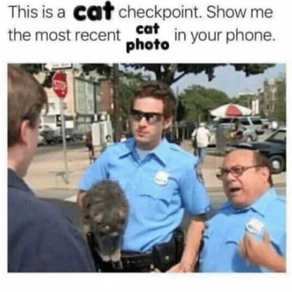 Posts Of Cats (@postsofcats) on Twitter photo 