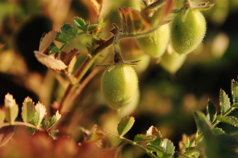 inaseargentina's tweet photo. Se incorpora el cultivo de Garbanzo al Sistema de Información Simplificada Agrícola (SISA)
Te dejamos la nota completa: https://t.co/sdksA9Kv4L https://t.co/7ImYJjTtL8