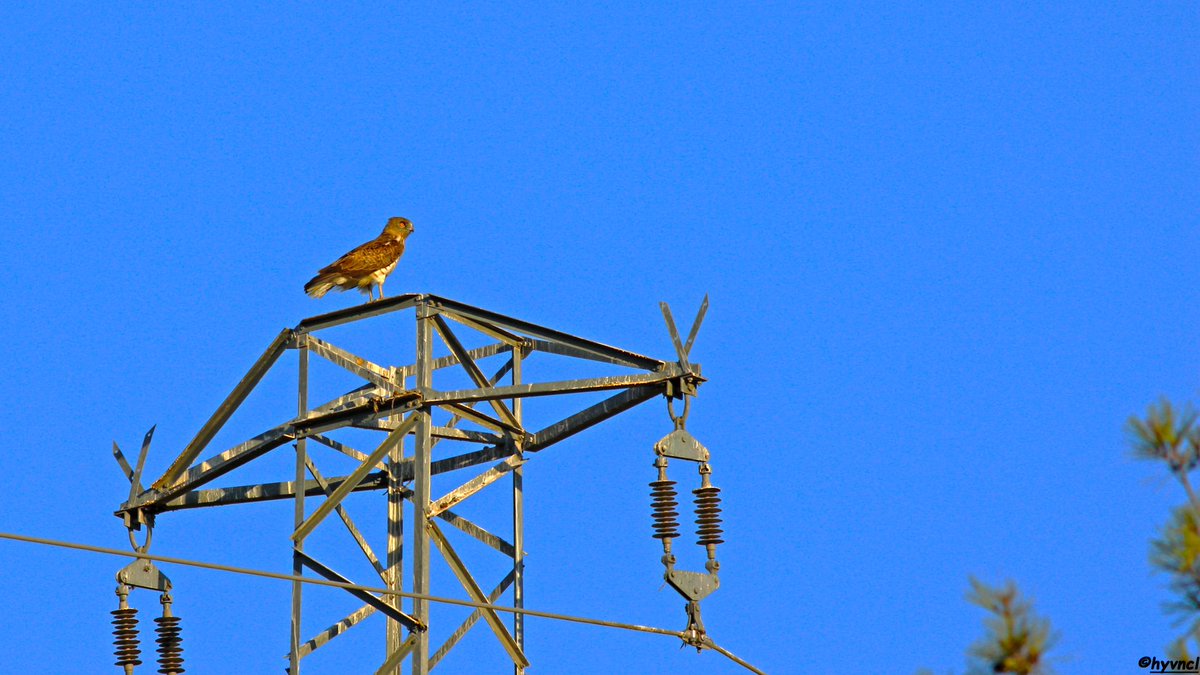 Snake Eagle | Circaetus gallicus | YILAN KARTALI

trakus.org/kods_bird/uye/…

#shorttoedsnakeeagle #circaetusgallicus #yılankartalı #16x9_birds #pajareo #birdyourworld #500pxrtg #ThePhotoHour #dailyphoto #PintoFotografia #hayvanmanzaraları #animalscape #birdphotography #rapaces