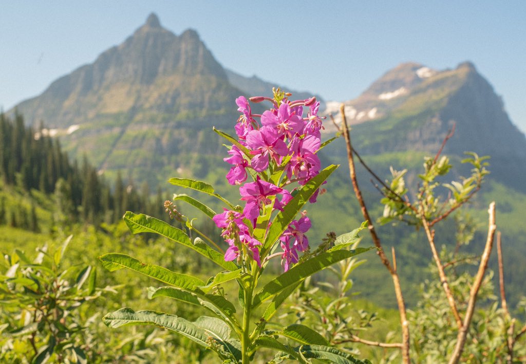 ryanadrift's tweet photo. summer in Montana- https://t.co/47F75yGKyy