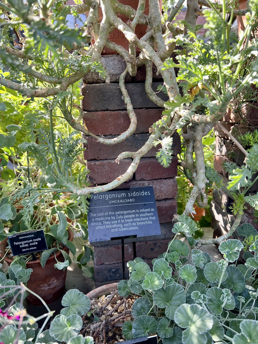 tailsandstays's tweet photo. Have you been to the Chelsea Physic Garden in London? It’s 350 years old and is amazing - truly amazing. The apothecaries started it back in the day &amp; it is still a scientific garden - studying plants’ usefulness.
#travel #londonideas https://t.co/wEQoEIvp93