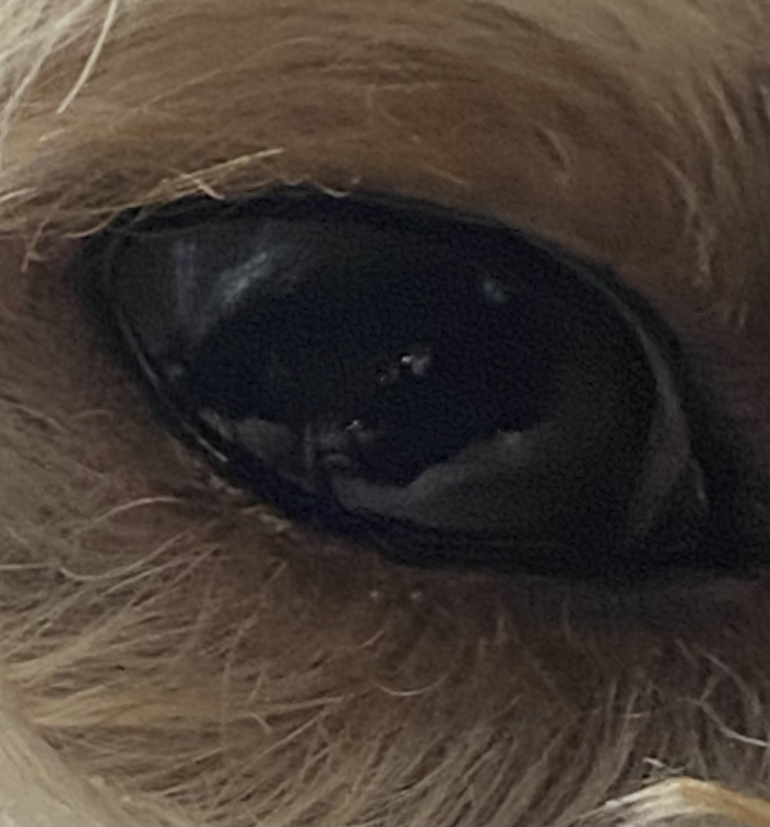Hope4Macie's tweet photo. Jacks left and right eye. Both eyes are distorted at the pupil and or Iris. He has a vet appointment next week so it’s definitely something I’m going to be looking into. It can be anything from uveal cysts, uveal melanoma, to iris atrophy-(which is least worrisome). 😫😭 https://t.co/Vo9uz5FEeL