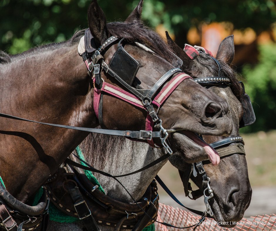 City streets are NO place for horses. Horses deserve a life without being forced to work in extreme conditions while dodging traffic & pounding the pavement all day long 😢 #BanHorseCarriages