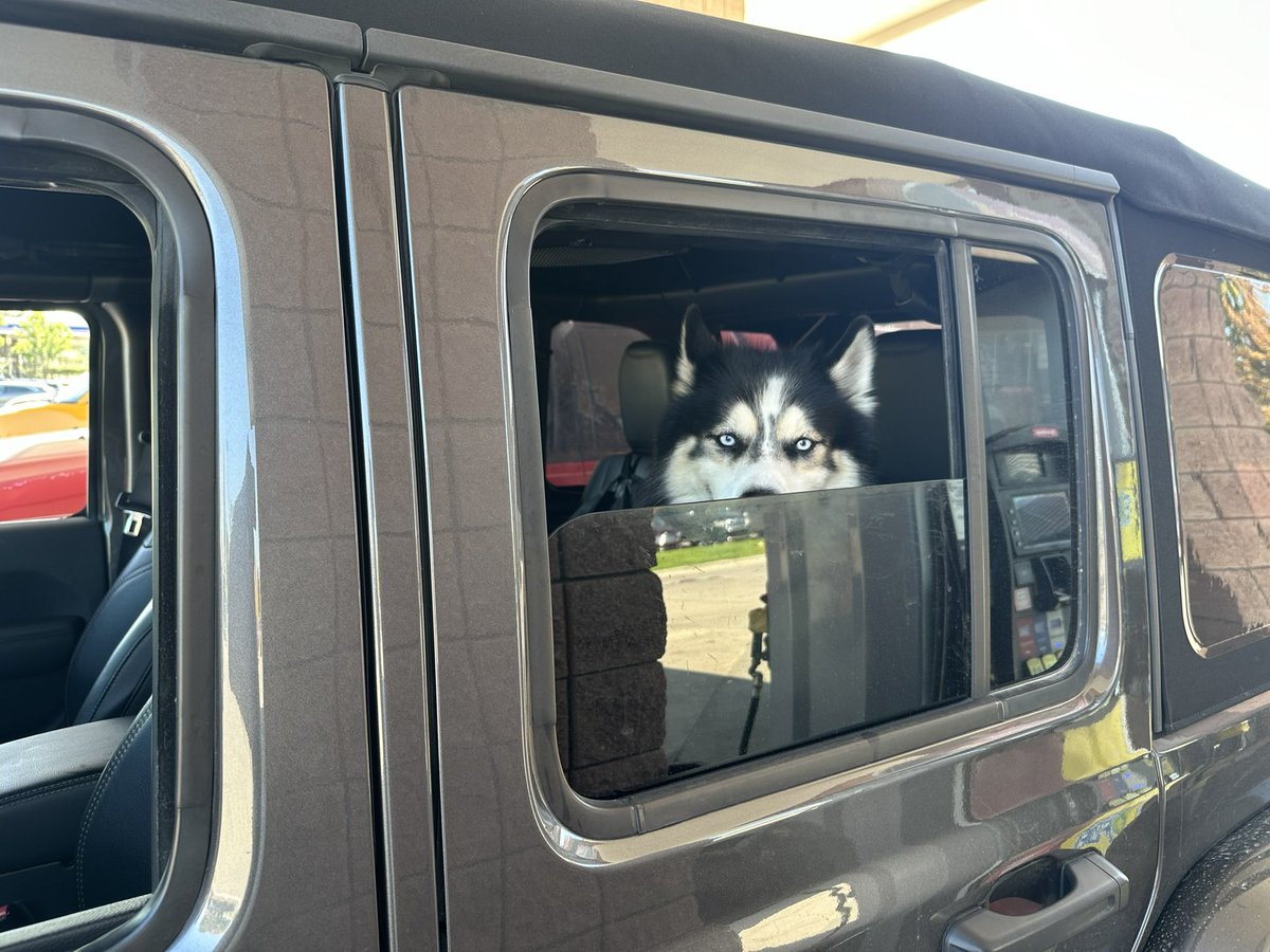labeutler's tweet photo. Husky and Jeep love. #JeepLife #SiberianHusky #LivenLife https://t.co/sqgRzp8wOZ