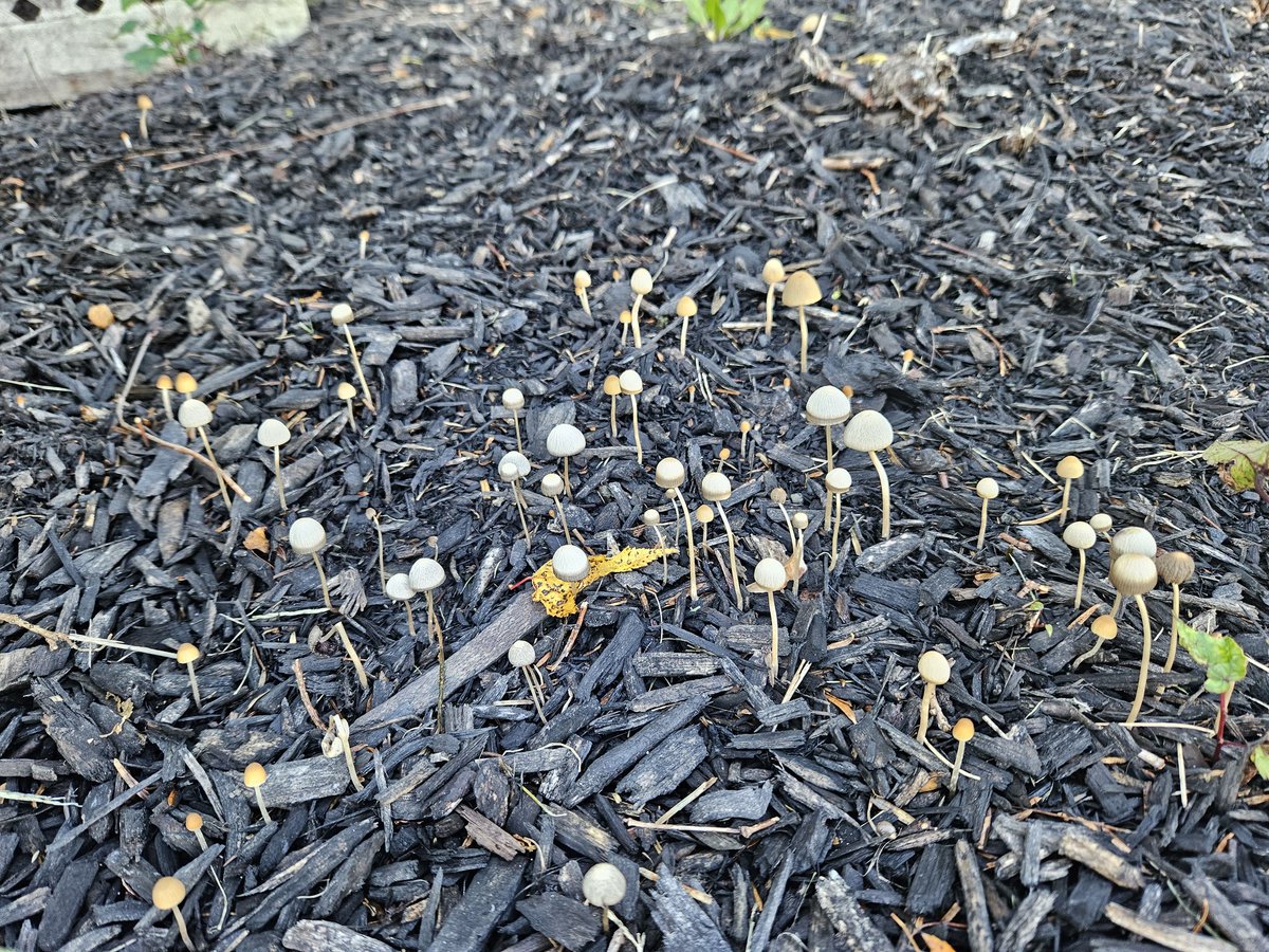 DevilsRae's tweet photo. Baby mushies 🍄
#NaturePhotography #NatureBeauty #mushrooms #photography https://t.co/t9lKmit8KF
