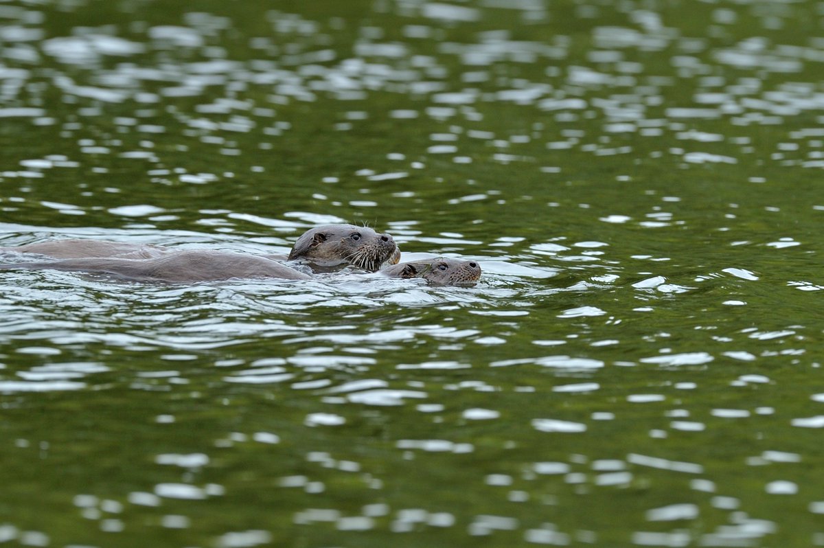 NorfolkWT's tweet photo. The Fens East Peat Partnership has been awarded £5m+ to restore peatlands in the Fens, allowing us to continue exciting work with landowners to: 

reduce flooding 🌊 
improve water quality 💧 
support scarce species including bitterns, cranes &amp; otters! 🦦 

Andy Rouse 📷 https://t.co/l75TZ4roye