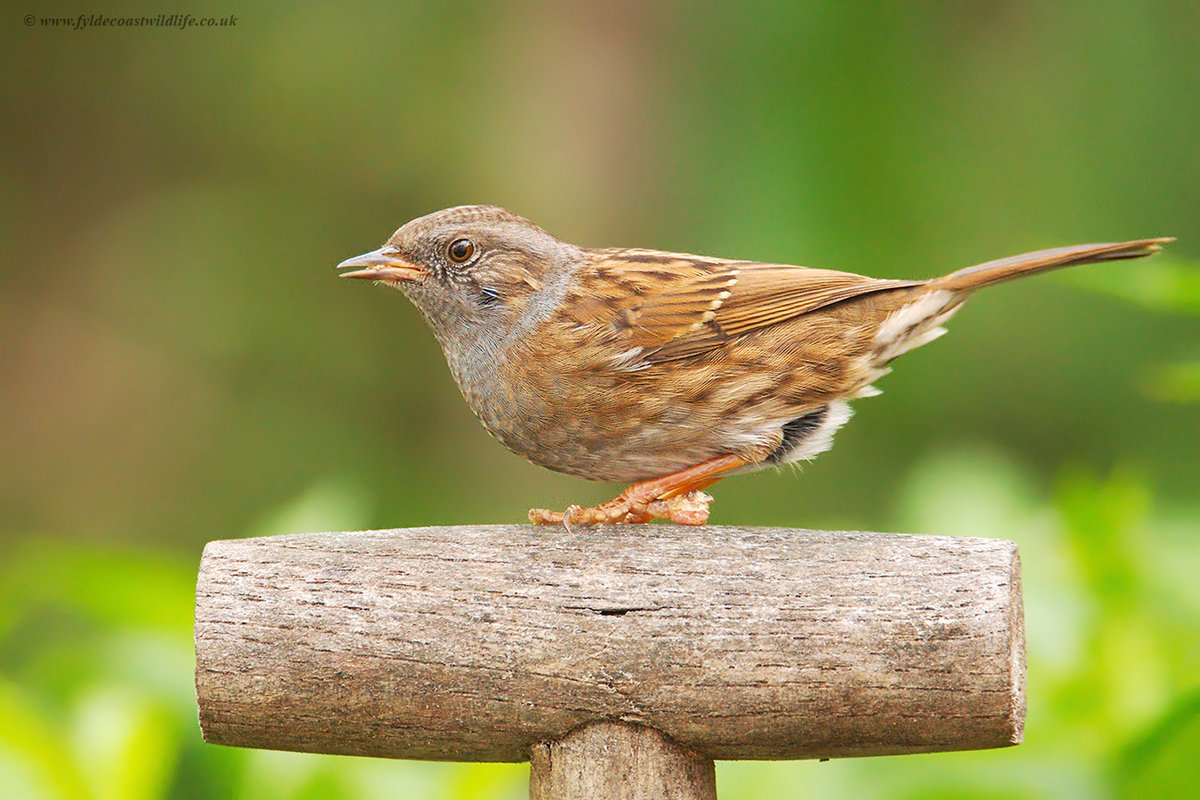 Dunnock - Prunella modularis
Photographed in the garden this afternoon.